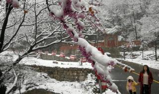 三月桃花雪诗句,柳絮如雪的句子